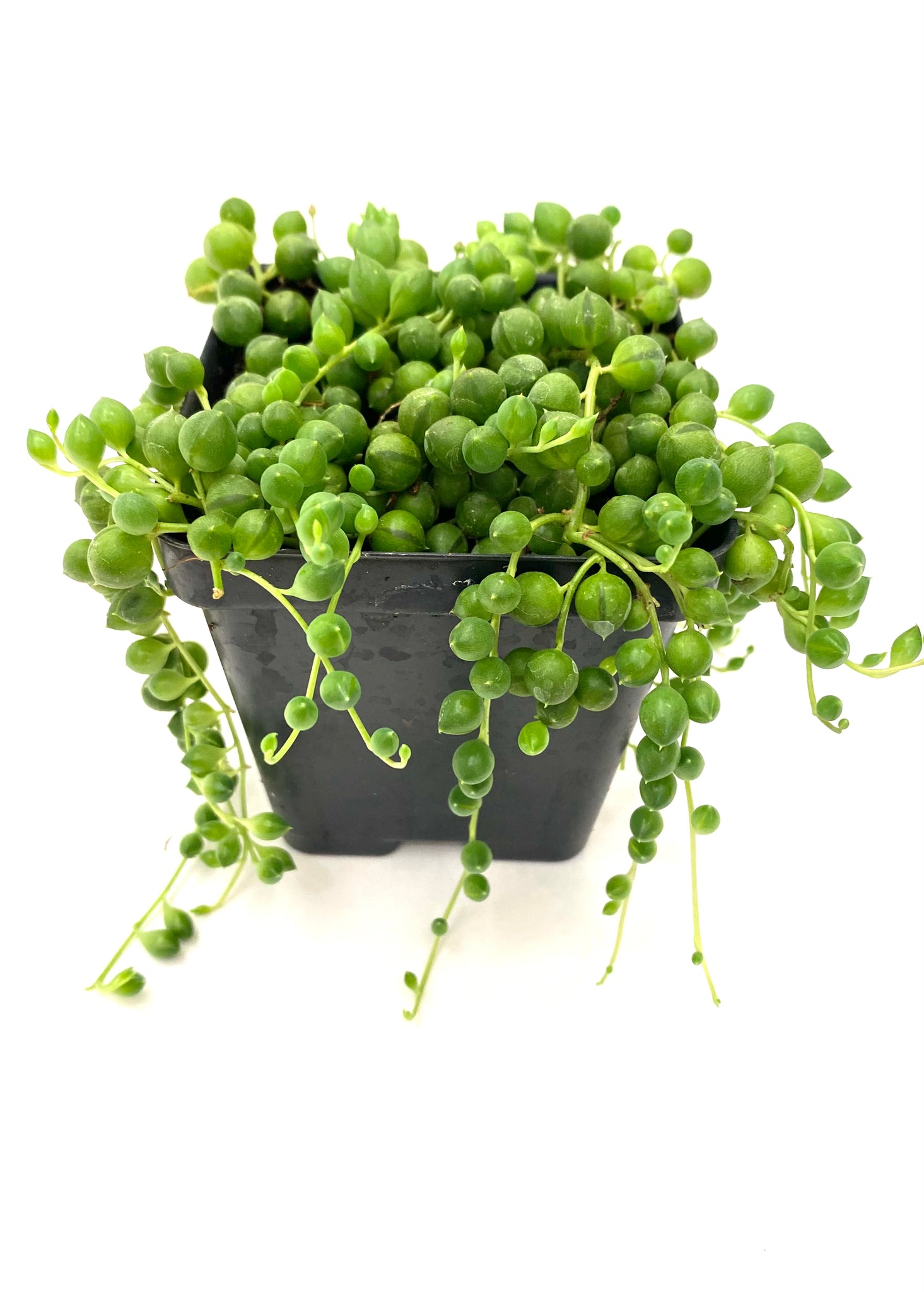 buy string of pearls succulent String of Pearls (Senecio rowleyanus) – Baton Rouge Succulent Co