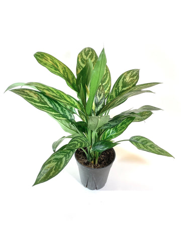 Maria Aglaonema