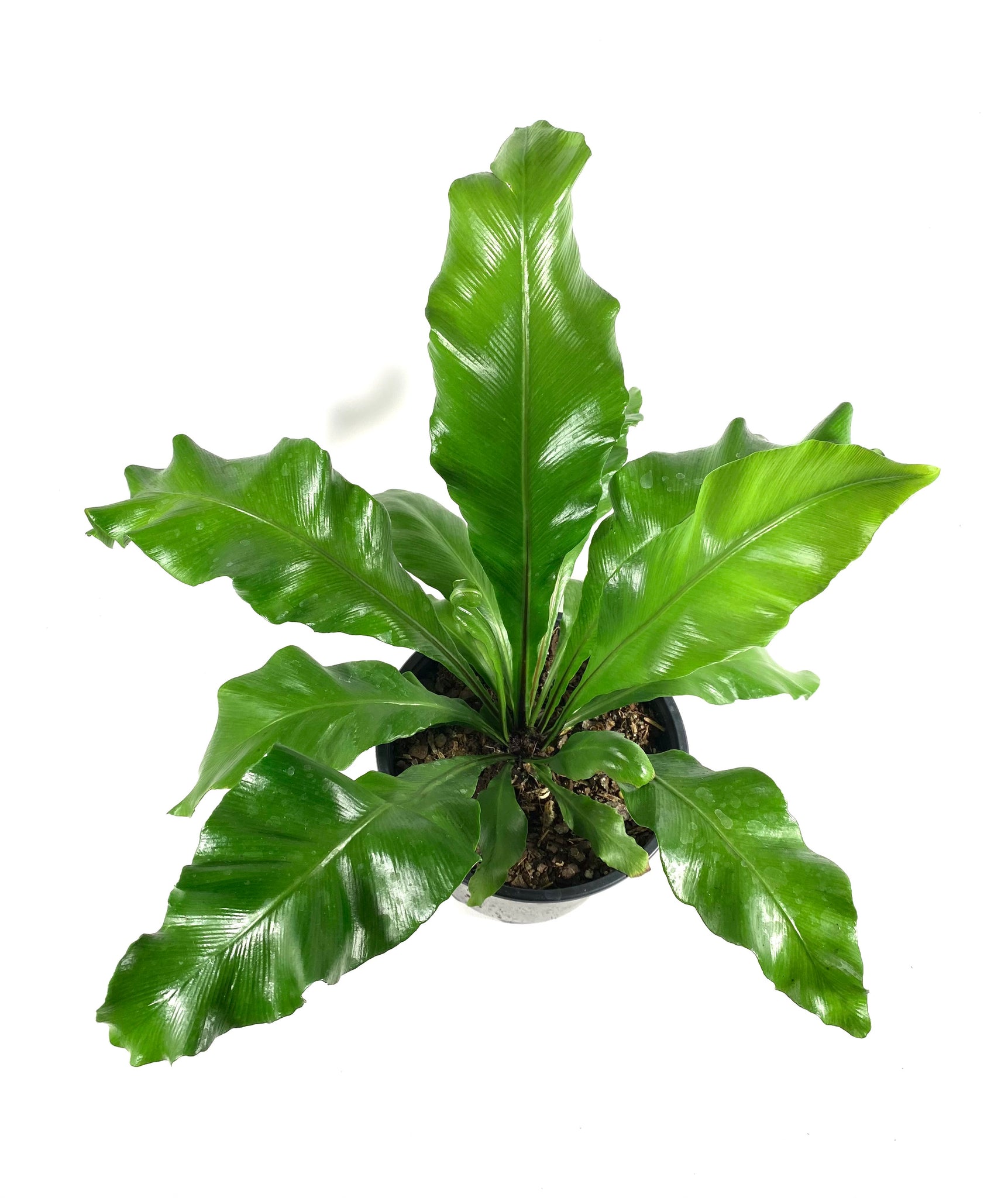 Nidus Birds Nest Fern
