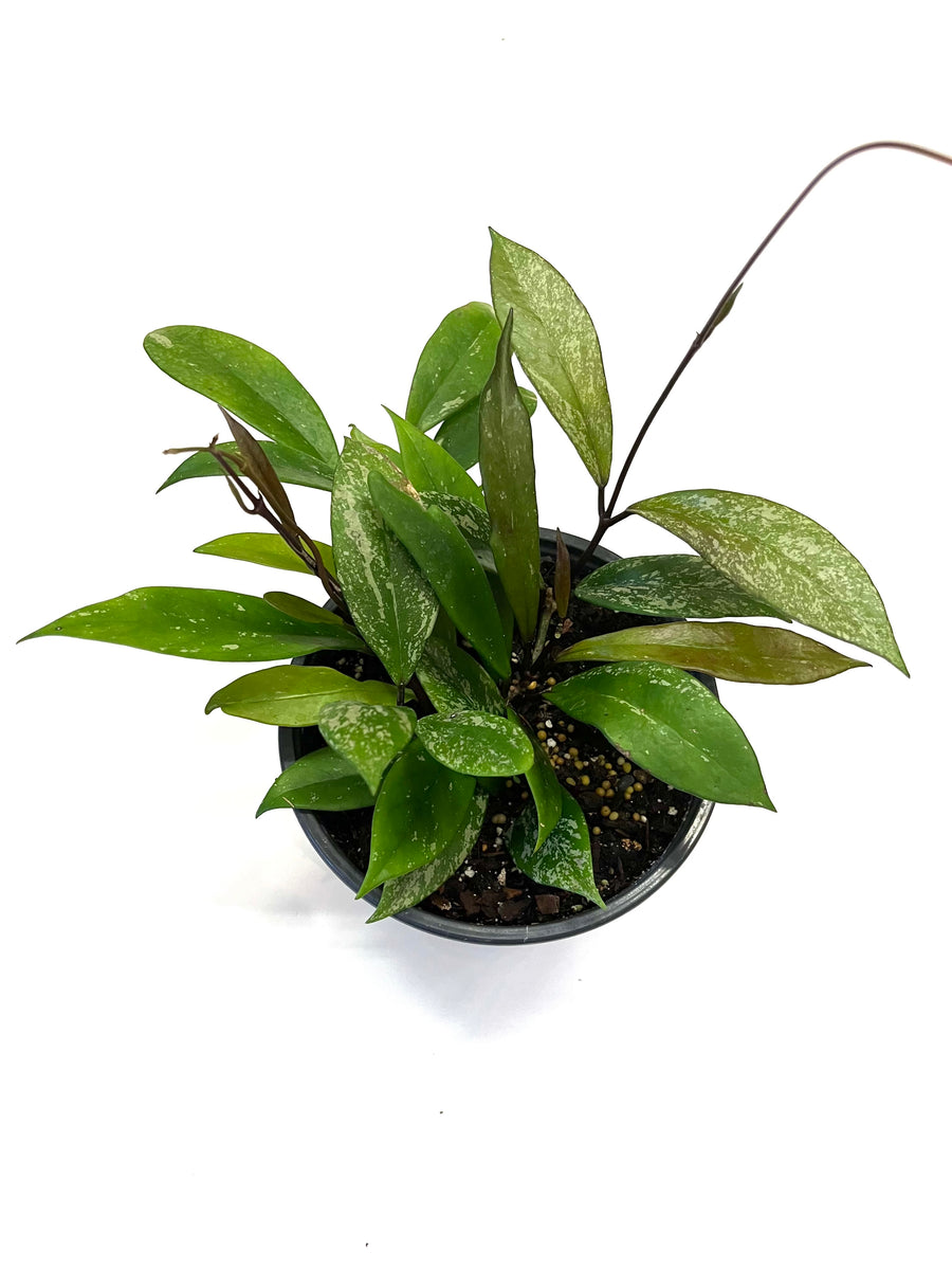 Hoya Pubicalyx "Splash" Baton Rouge Succulent Co