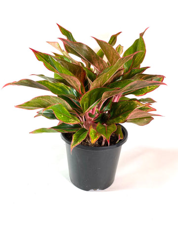 Firecracker Aglaonema