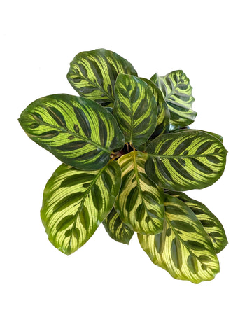 Peacock Calathea