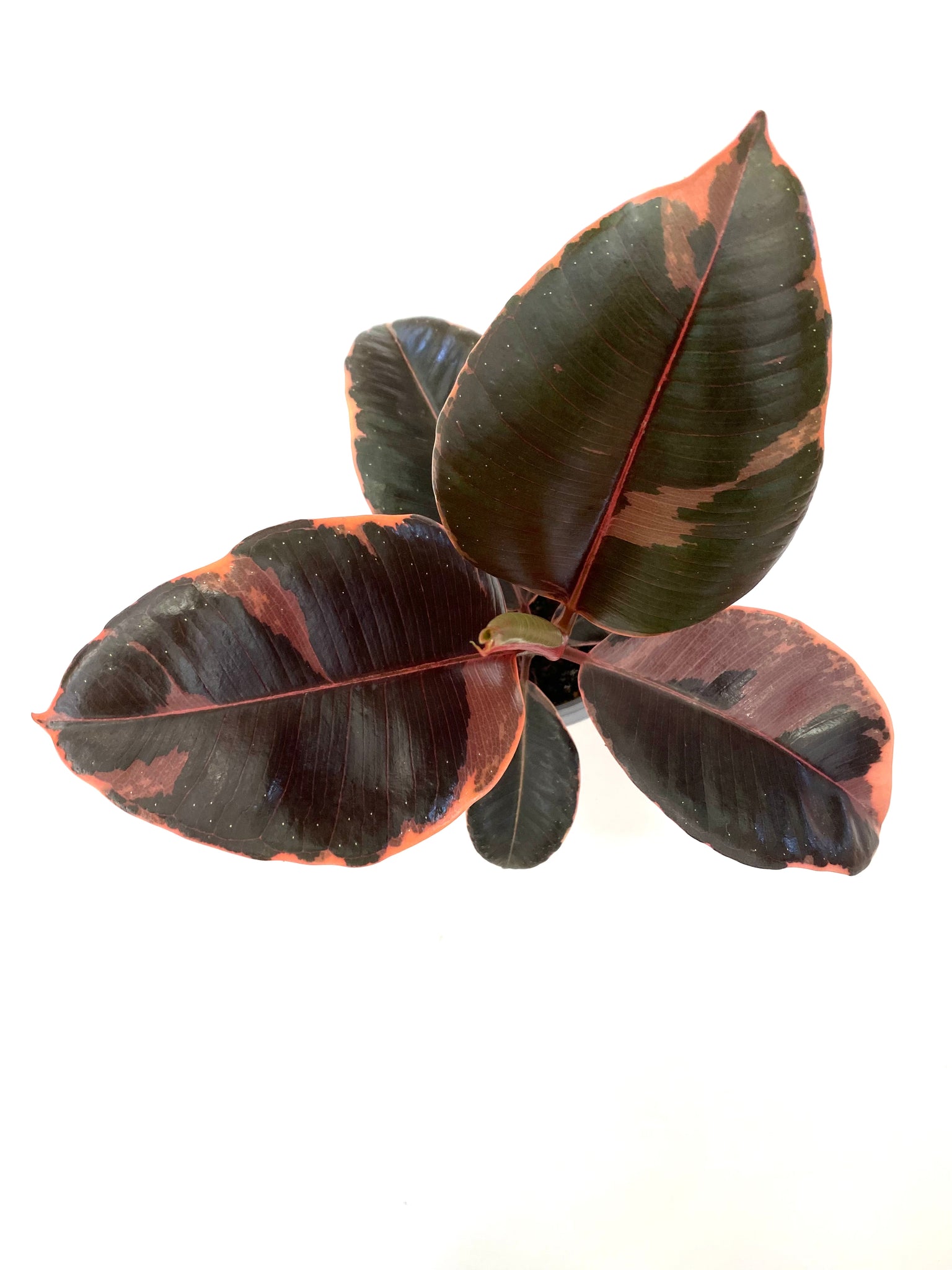 Ruby Ficus Elastica
