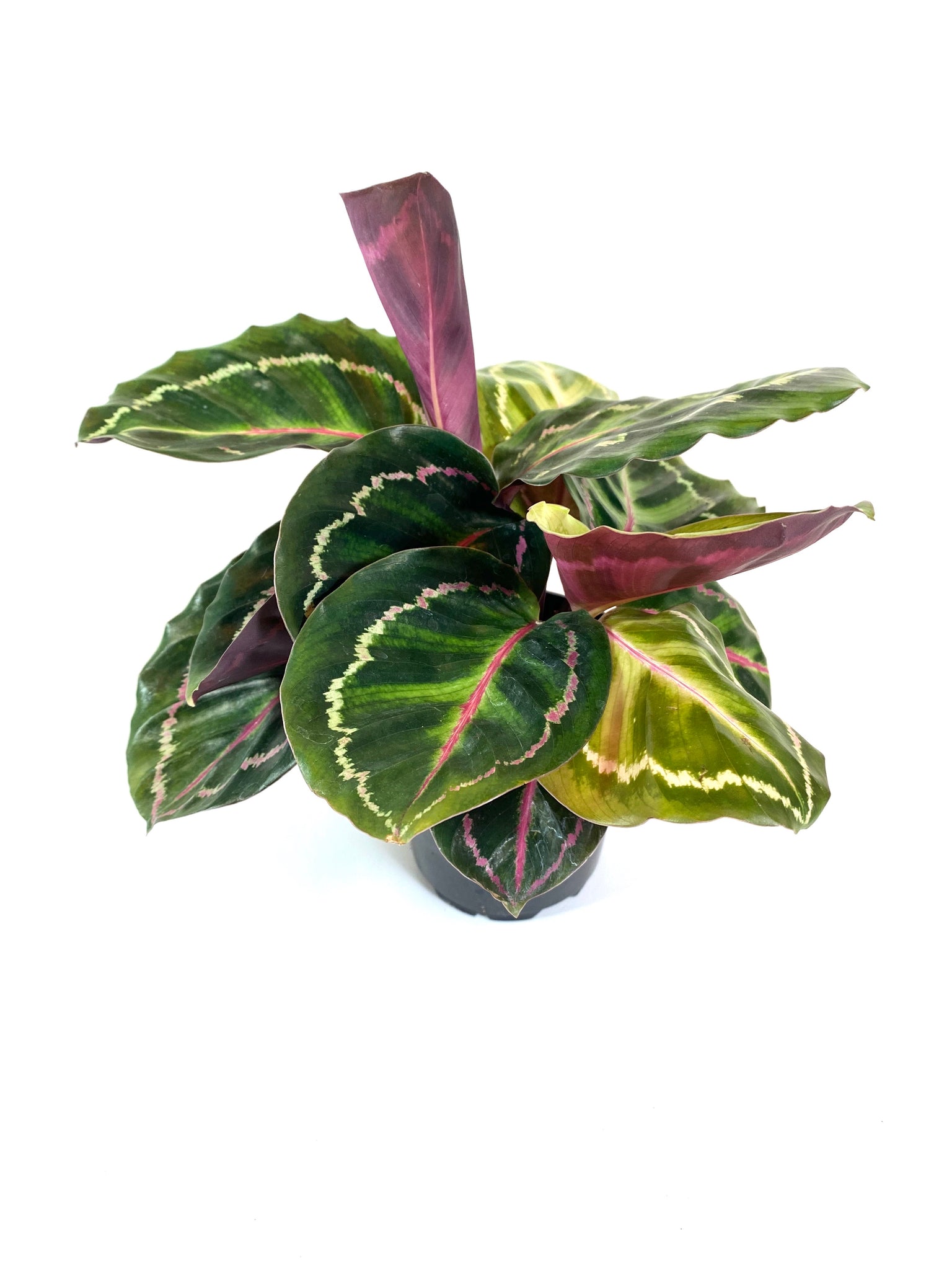 Calathea Medallion (Calathea veitchiana "Medallion")