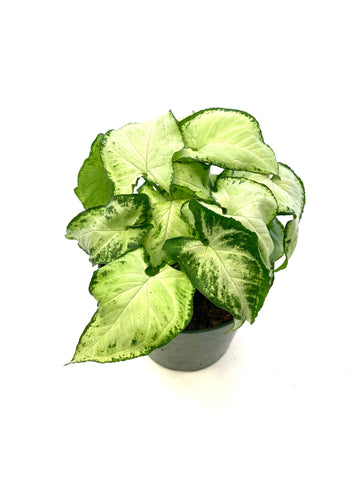 White Butterfly Syngonium (Syngonium podophyllum "White Butterfly")
