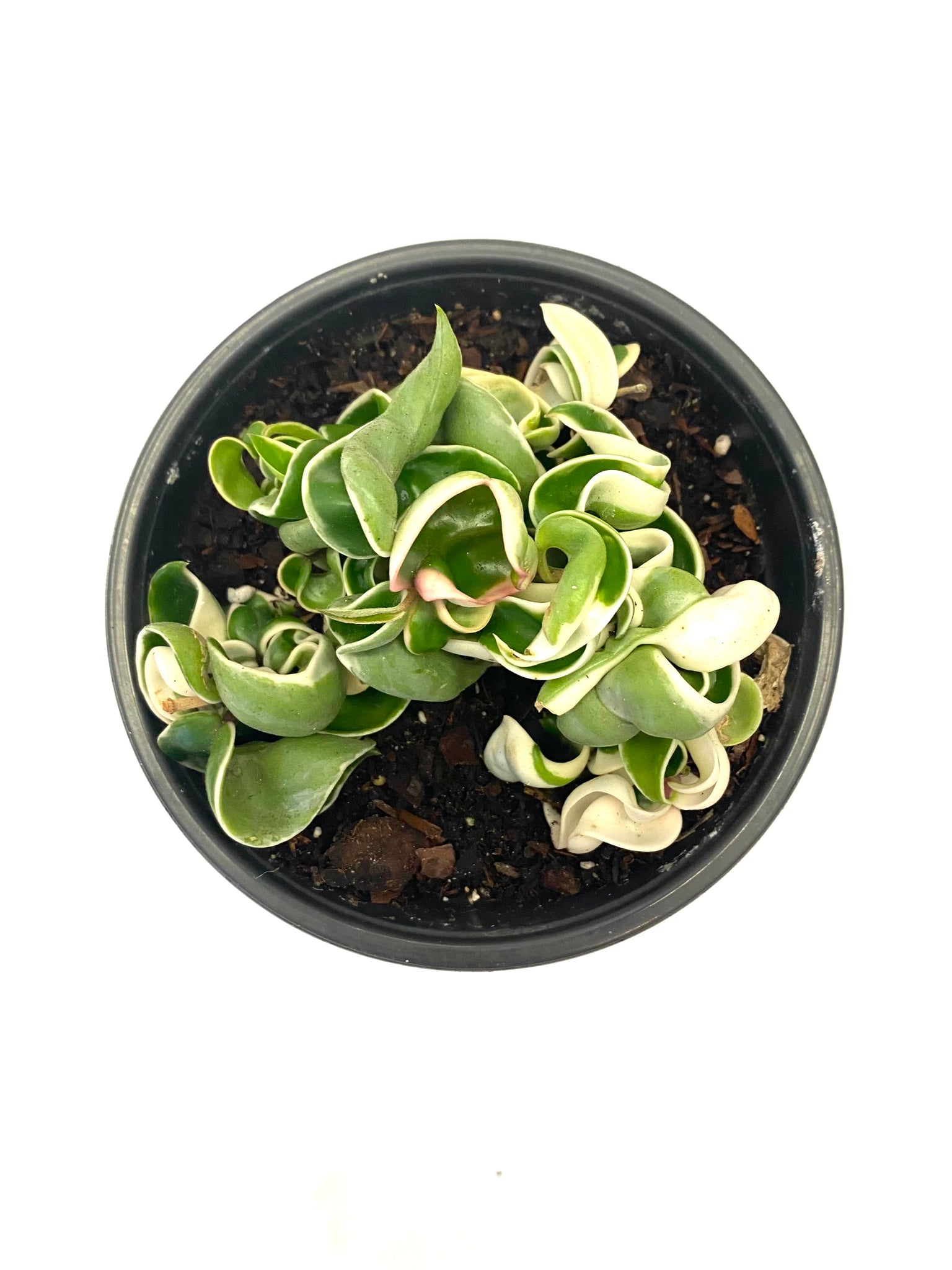 is a hindu rope plant a succulent Variegated Hindu Rope Hoya