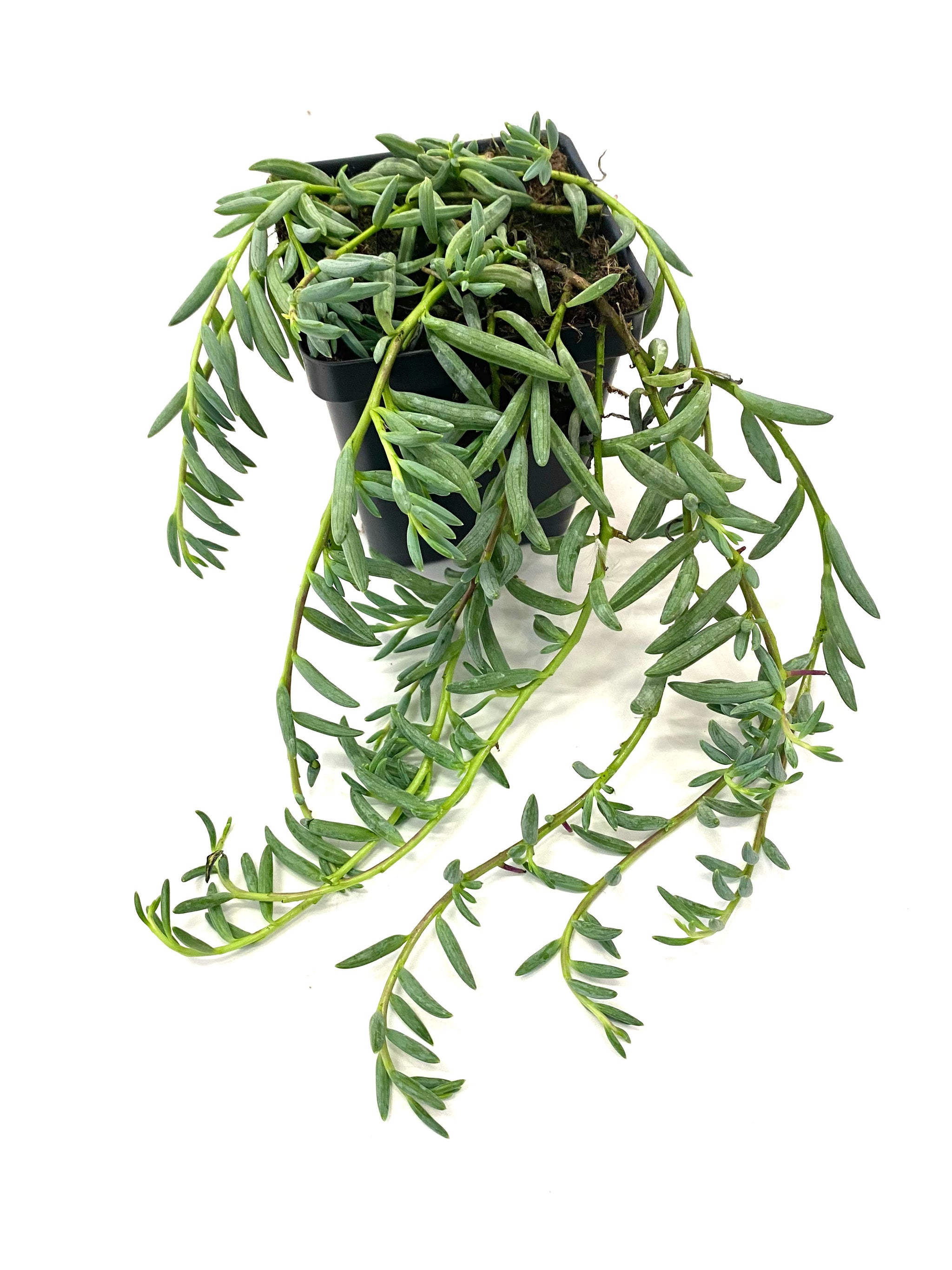 chain of bananas succulent String of Bananas (Senecio radicans) – Baton Rouge Succulent Co