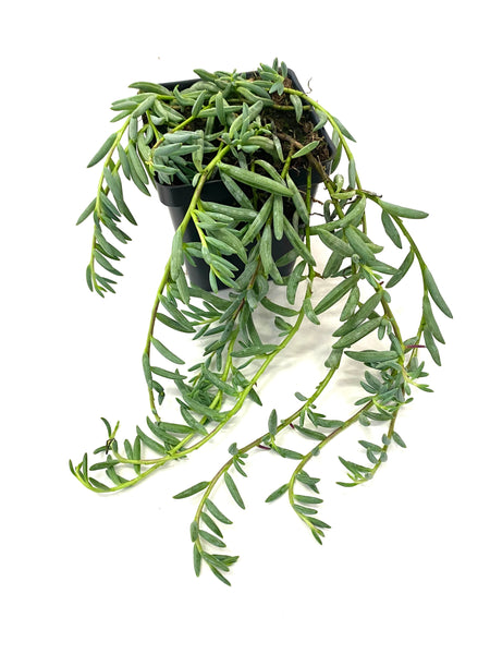 String of Bananas (Senecio radicans)