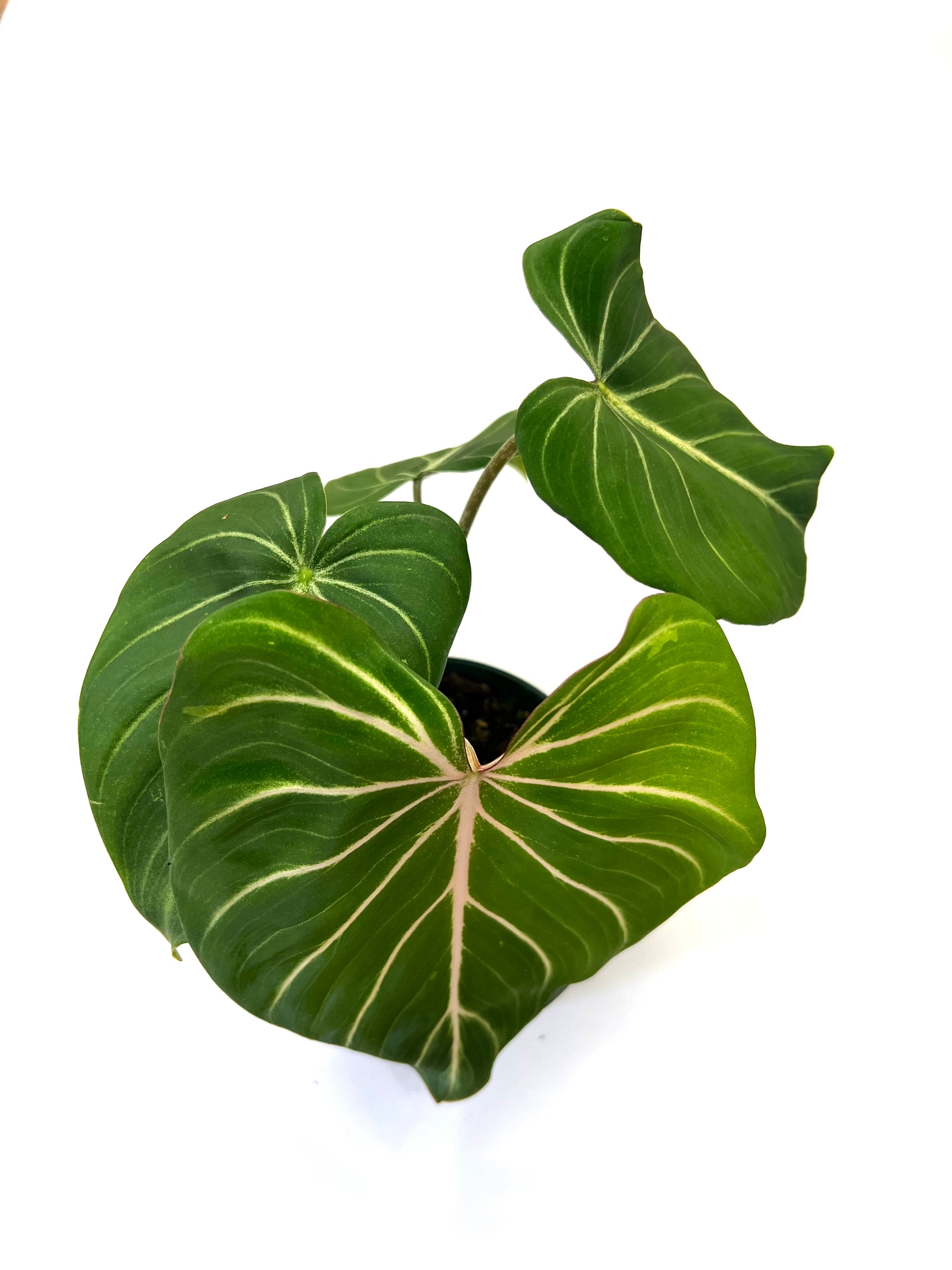 Gloriosum Philodendron – Baton Rouge Succulent Co
