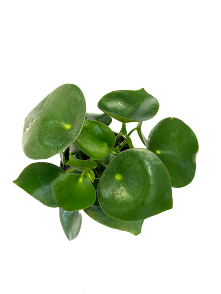Raindrop Peperomia (Peperomia Polybotrya)