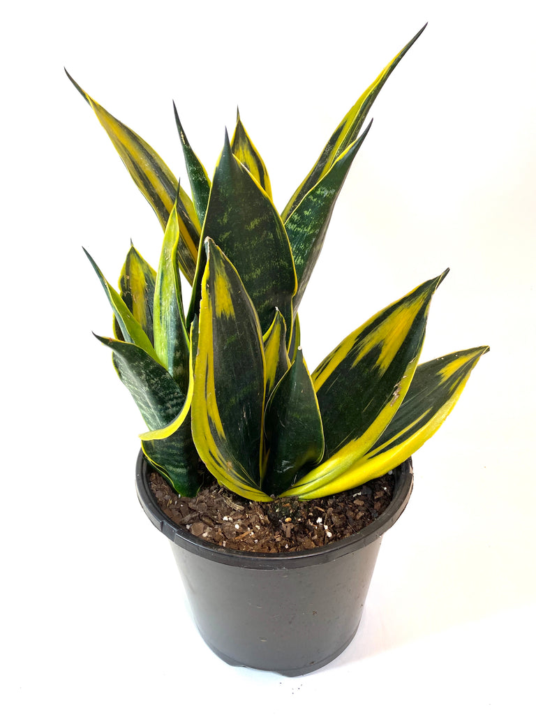 flame plant succulent Sansevieria “Flame” – Baton Rouge Succulent Co