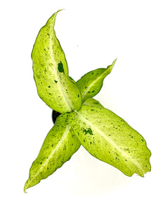 Camouflage Dieffenbachia