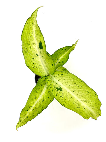 Camouflage Dieffenbachia