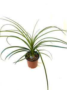 Ponytail Palm (Beaucarnea recurvata)