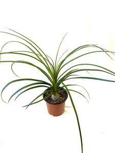 are ponytail palms succulents Ponytail Palm (Beaucarnea recurvata) – Baton Rouge Succulent Co