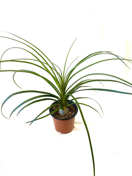 Ponytail Palm (Beaucarnea recurvata) – Baton Rouge Succulent Co