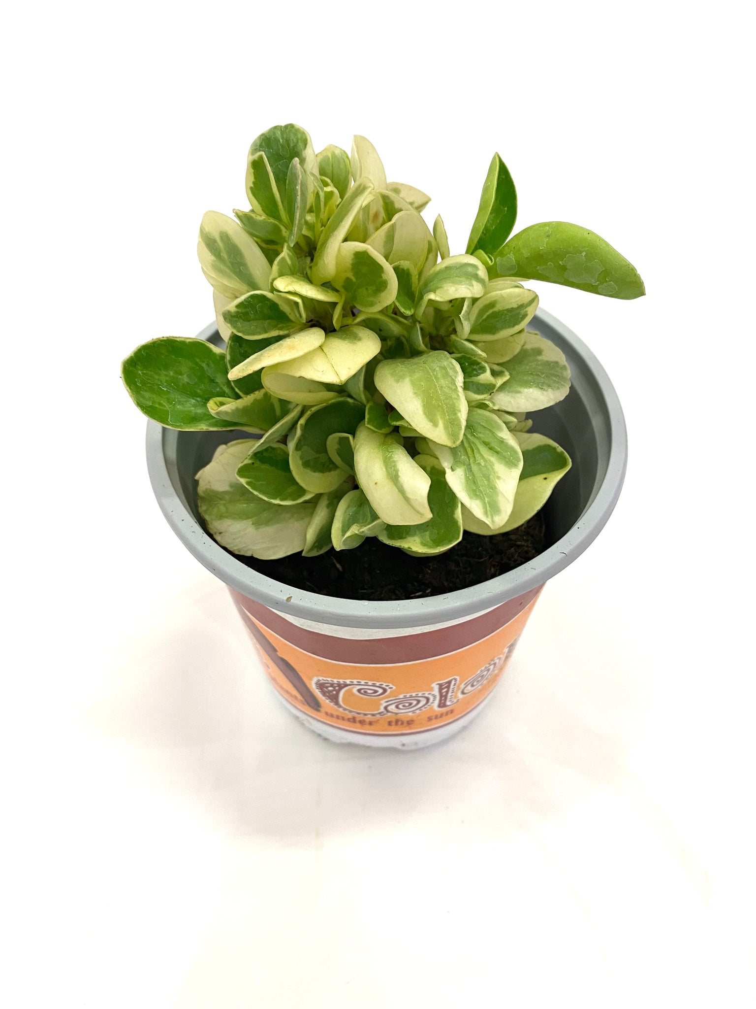 Peperomia Obtipan Bicolor
