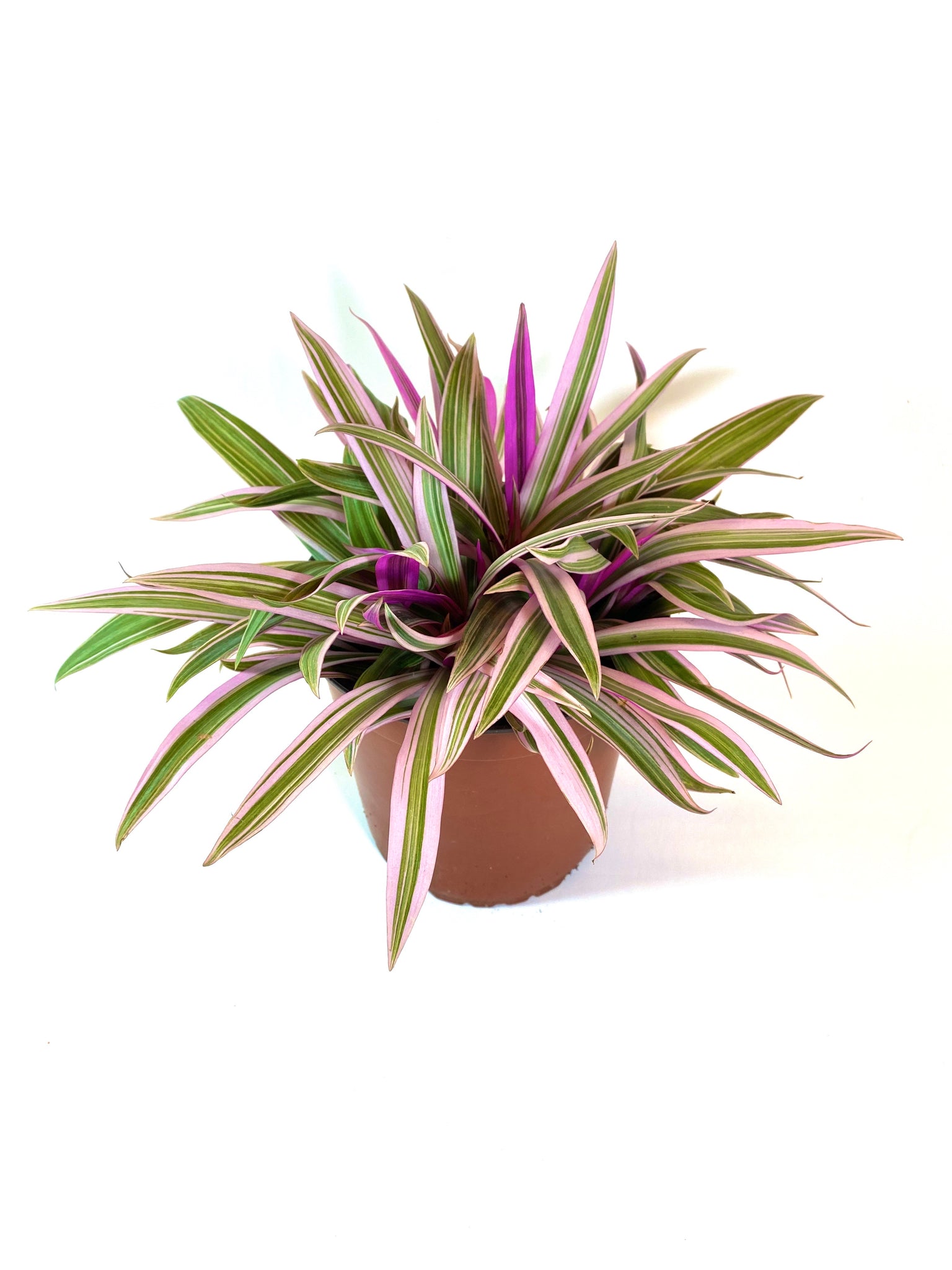 Oyster Plant - Tricolor