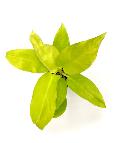 Lemon Lime Philodendron