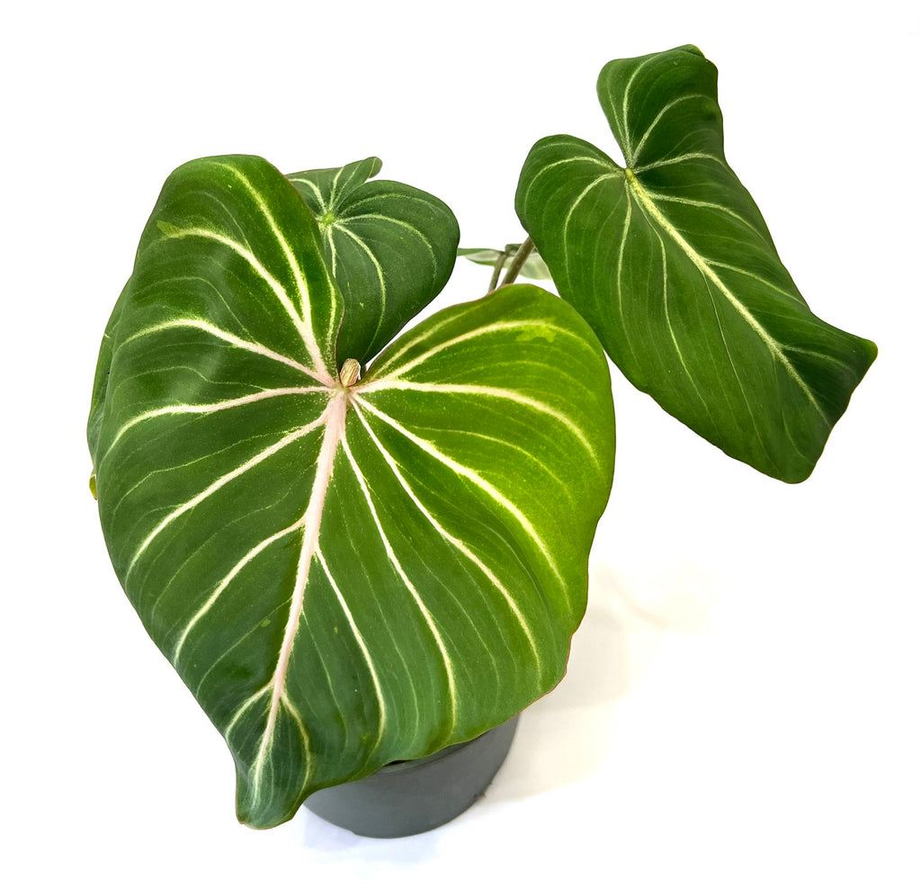 philodendron gloriosum public domain Gloriosum Philodendron – Baton Rouge Succulent Co