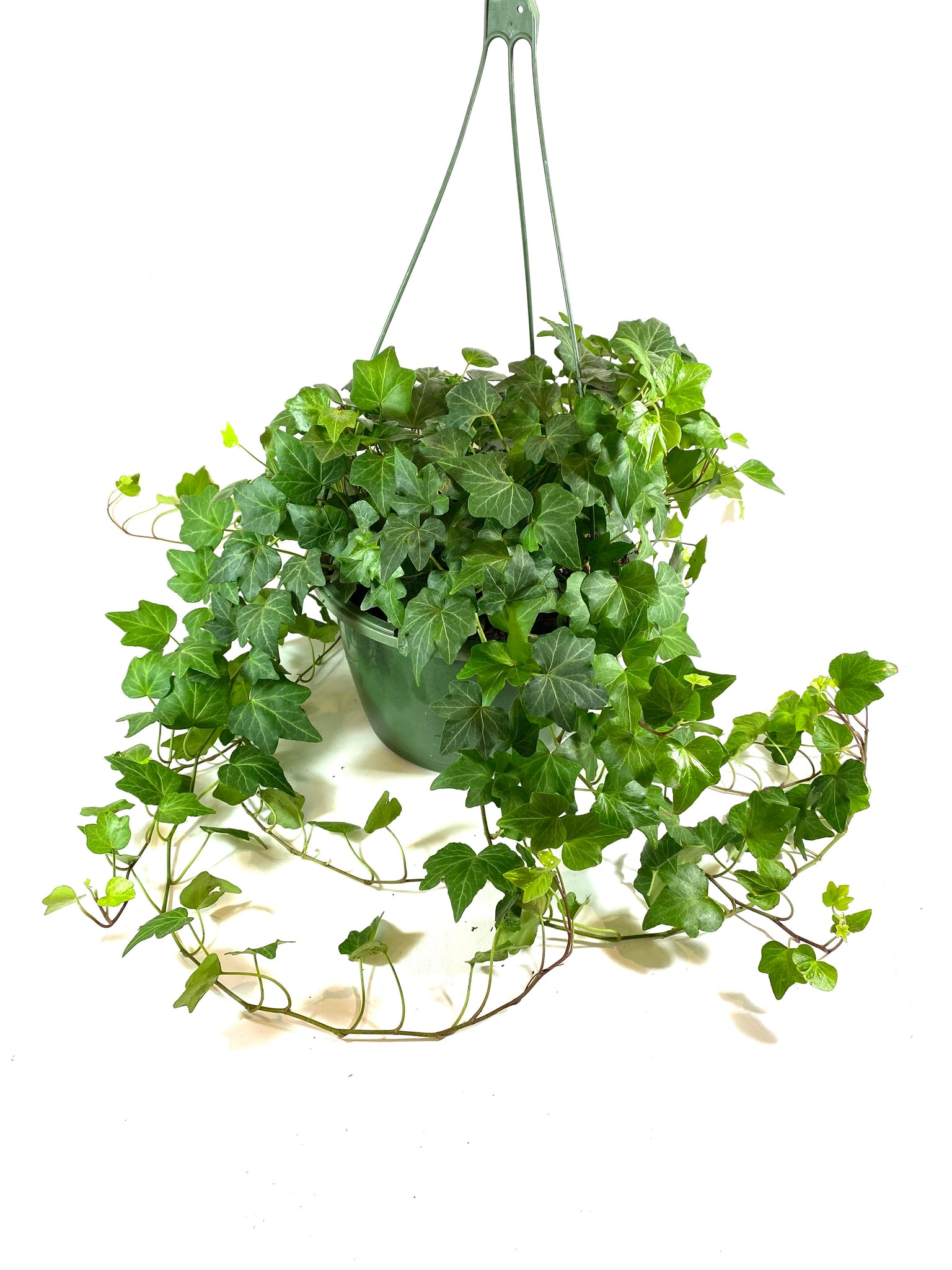 English Ivy (Hedera helix)