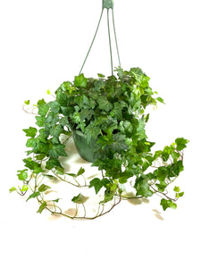 green ivy hanging plant English Ivy (Hedera helix)