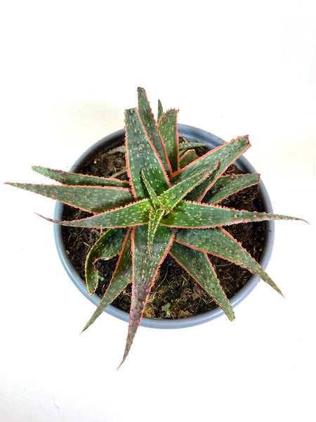 christmas sleigh succulent Christmas Sleigh Aloe (Aloe "Christmas Sleigh")