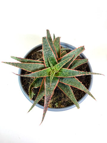 Christmas Sleigh Aloe (Aloe "Christmas Sleigh")