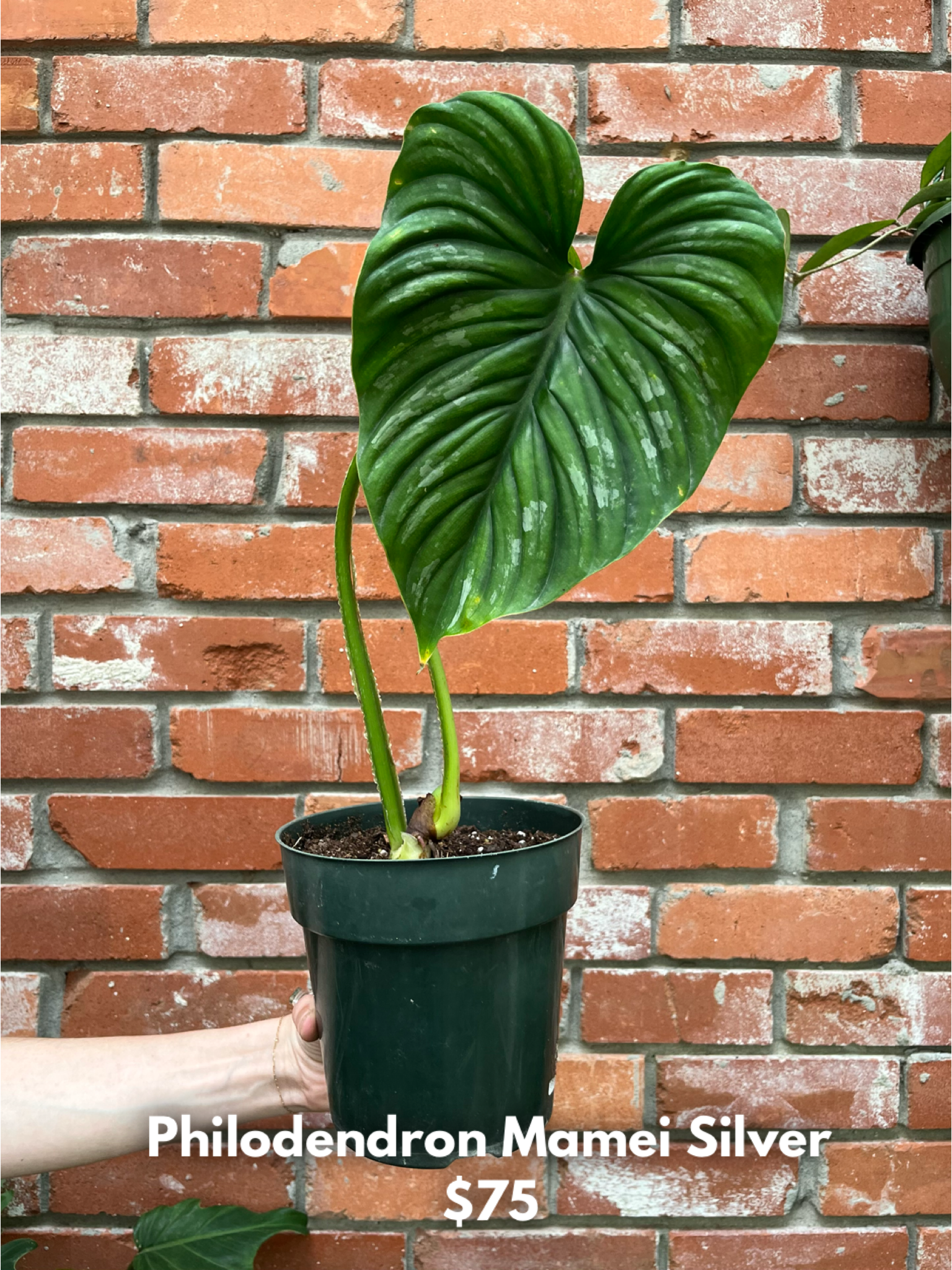 Philodendron Mamei Silver