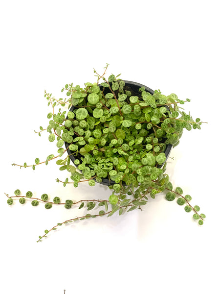 String of Turtles 'Peperomia Prostrata'