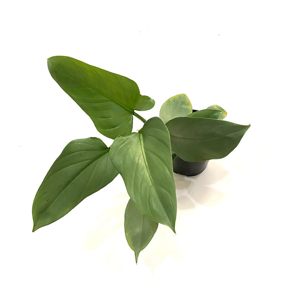 philodendron hastatum silver sword mature Silver Sword