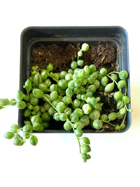 Var. String of Pearls (Curio rowleyanus, formerly Senecio rowleyanus)