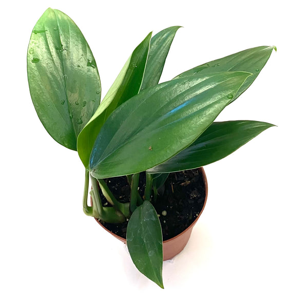 Dragon Tail - Rhaphidophora Decursiva