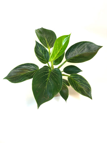Birkin Philodendron (Philodendron "Birkin")