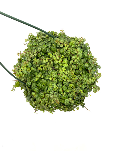 String of Turtles 'Peperomia Prostrata'