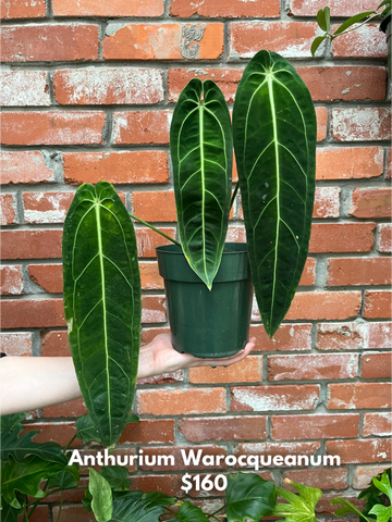 Anthurium Warocqueanum